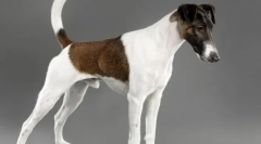 Гладка лисиця тер'єра (фото) - білий fidget з розумними очима